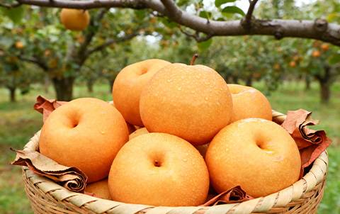 Orchard Direct founder and farming operations