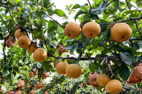 Autumn Moon Pears: From Shandong Orchards to U.S. Supermarkets as the Top-Selling Asian Pear