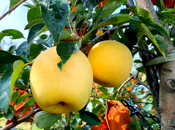 Venus Apple