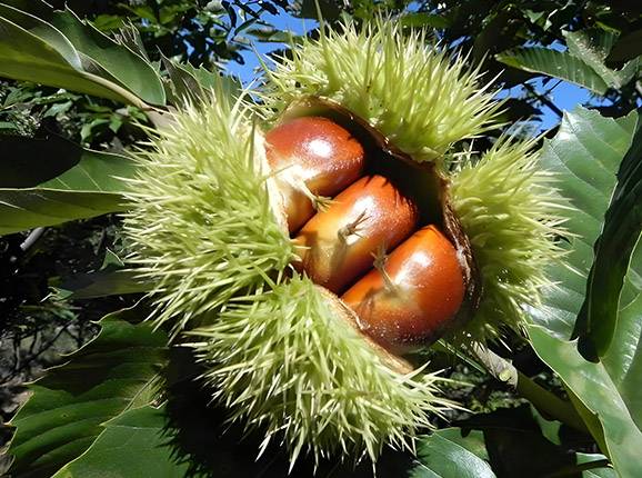 POP Chestnuts