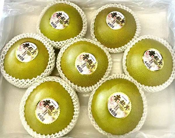 Green Autumn Moon® Pear